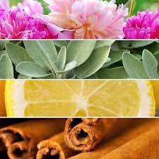 Find Your Scents Quiz
